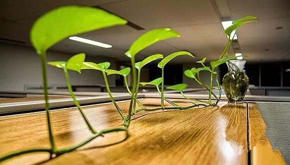 廈門(mén)辦公裝修設(shè)計(jì)公司_廈門(mén)辦公室裝修公司_廈門(mén)辦公室裝修設(shè)計(jì)