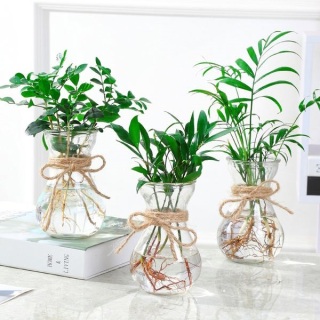 廈門辦公室綠植養(yǎng)護(hù)有什么技巧？