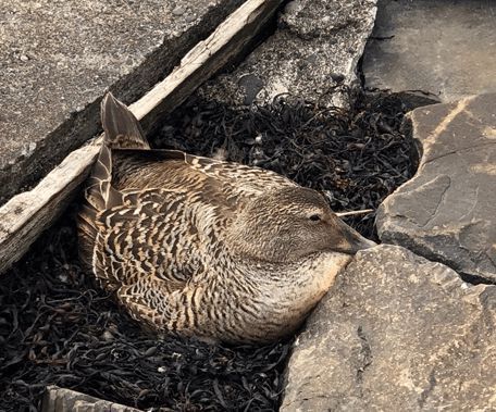 寒冬將至，冰島雁鴨絨供不應(yīng)求年產(chǎn)量僅3000公斤，King Eider冰島雁鴨絨珍奢床品帶來溫暖好眠