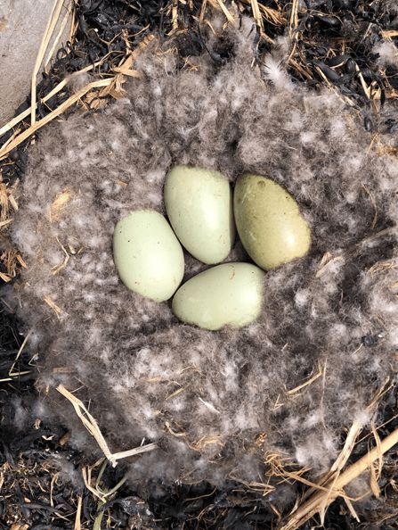 寒冬將至，冰島雁鴨絨供不應(yīng)求年產(chǎn)量僅3000公斤，King Eider冰島雁鴨絨珍奢床品帶來溫暖好眠