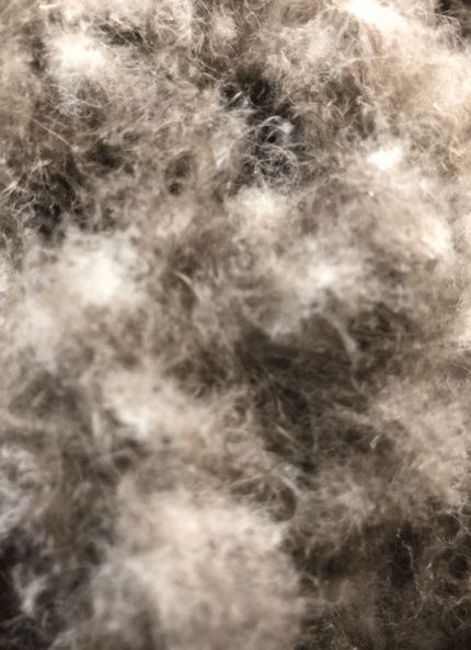 寒冬將至，冰島雁鴨絨供不應(yīng)求年產(chǎn)量僅3000公斤，King Eider冰島雁鴨絨珍奢床品帶來溫暖好眠