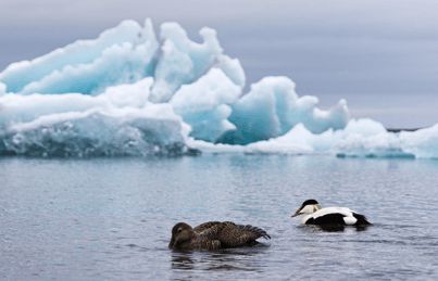 寒冬將至，冰島雁鴨絨供不應(yīng)求年產(chǎn)量僅3000公斤，King Eider冰島雁鴨絨珍奢床品帶來溫暖好眠