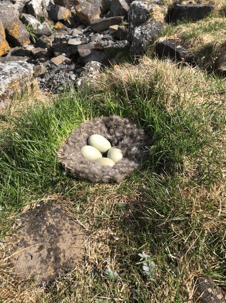 寒冬將至，冰島雁鴨絨供不應(yīng)求年產(chǎn)量僅3000公斤，King Eider冰島雁鴨絨珍奢床品帶來溫暖好眠